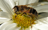 Dronefly (Eristalis pertenax)